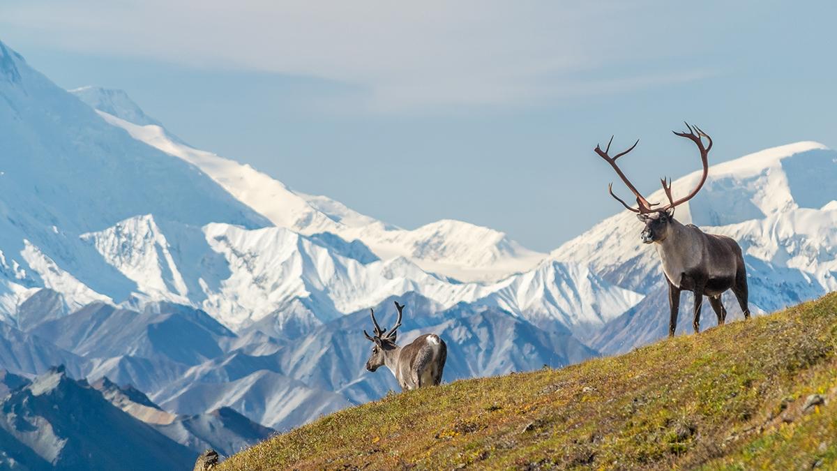 Majestic caribou bull in front of the mount Denali,   mount Mckinley , Alaskal