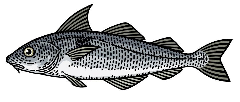 Haddock illustration