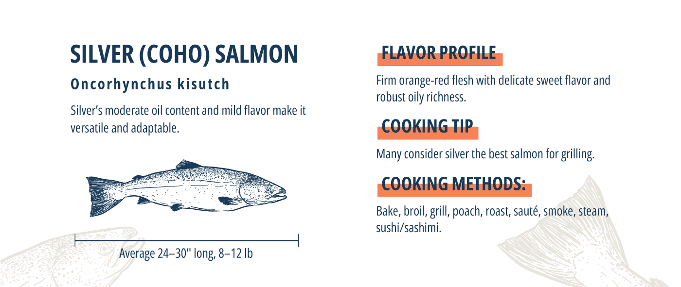 atlantic salmon silver salmon infographic