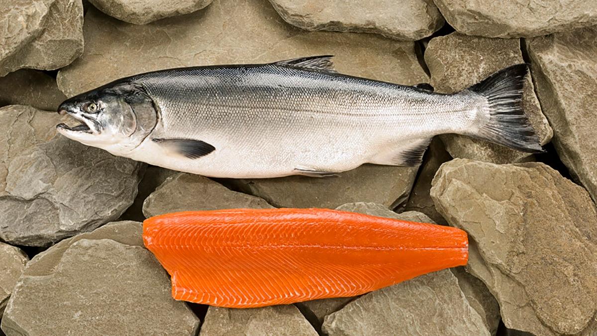 coho salmon filet fish