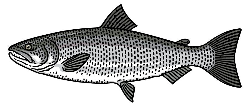 The coho, or silver salmon, is a handsome fellow, and found over a broader range than other Pacific salmon.