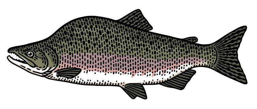 Pink Humpback Salmon illustration