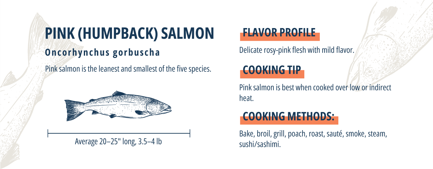 atlantic salmon pink salmon infographic