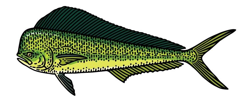 Mahi Mahi illustration