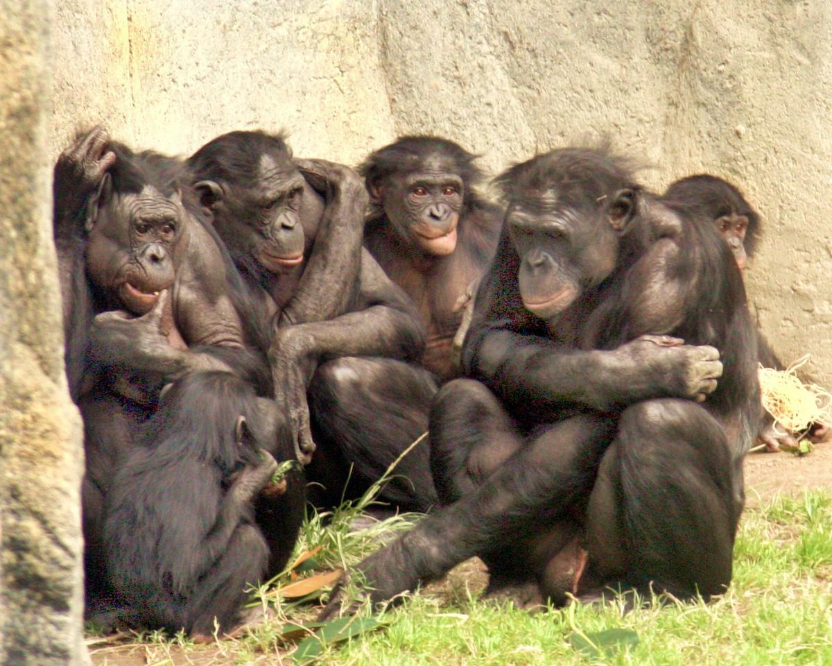 bonobos WHCalvin IMG