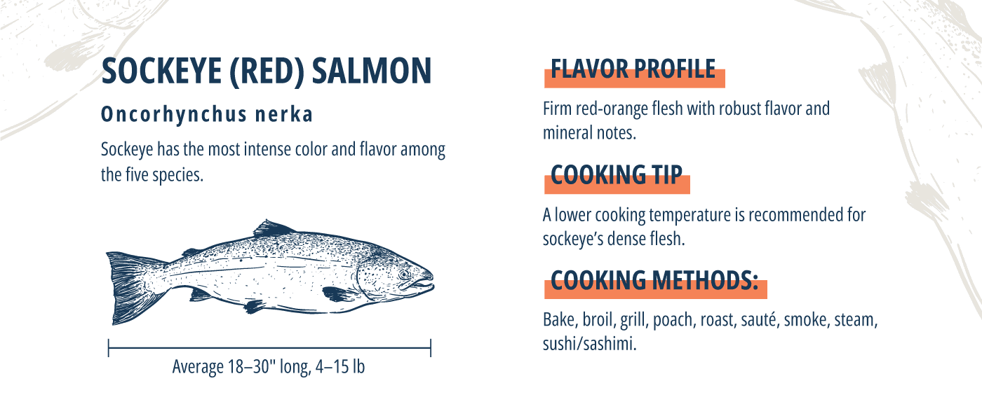 atlantic salmon sockeye infographic