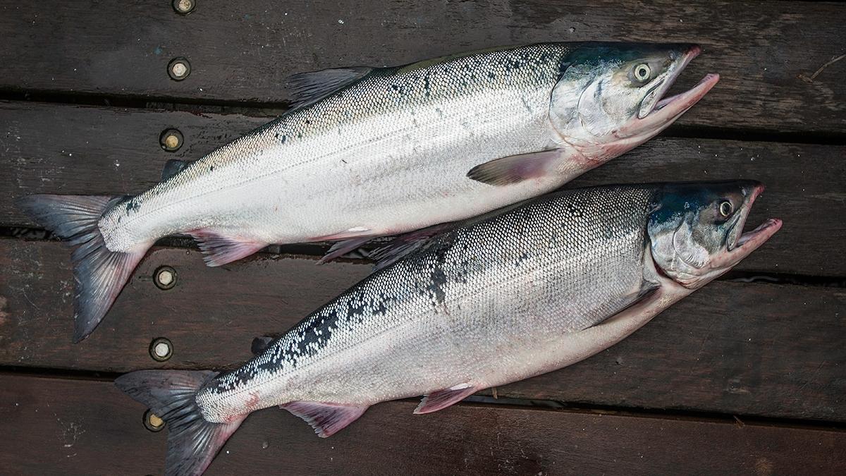 questions about salmon on dock