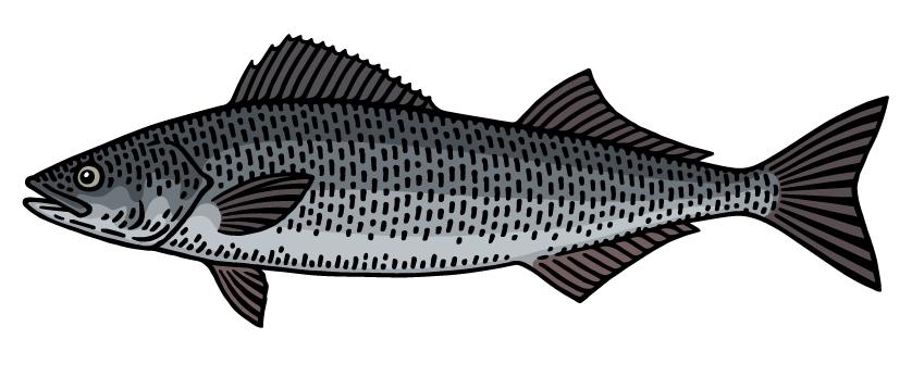 Black Cod illustration