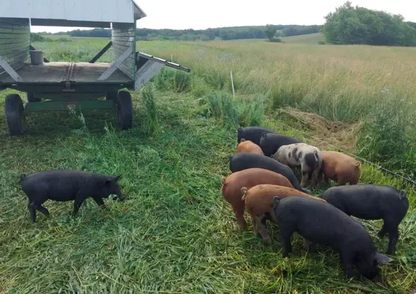 responsibly raised pork pigs grazing