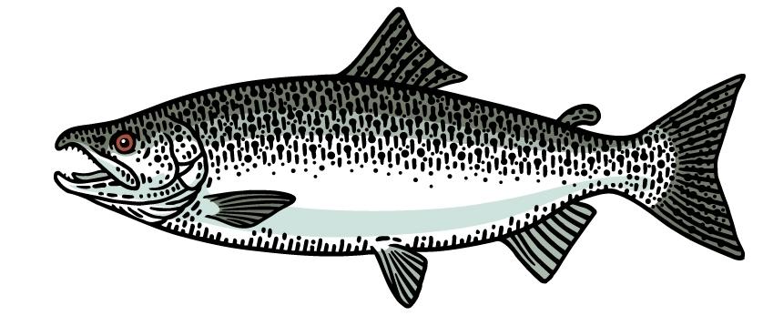 Chinook King Salmon illustration