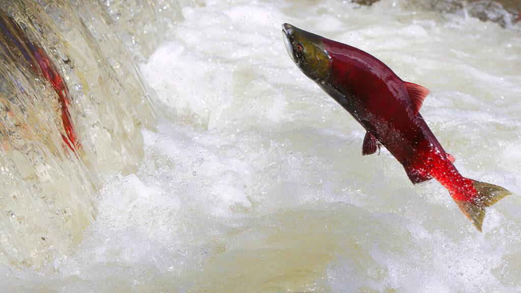 A salmon swimming upstream.