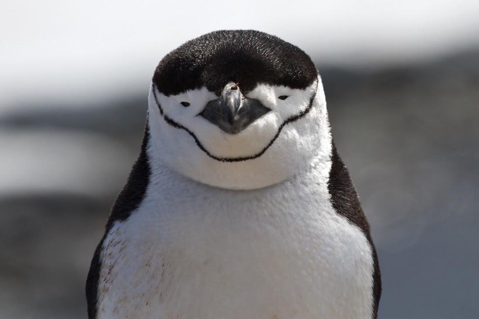 A photo of a chinstrap penguin.