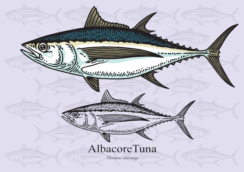 types of tuna, albacore drawing