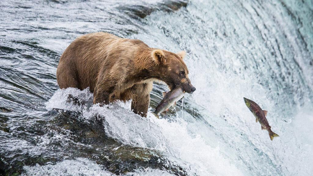 Alaska Peninsula brown bear  Ursus arctos horribilis  is catchin
