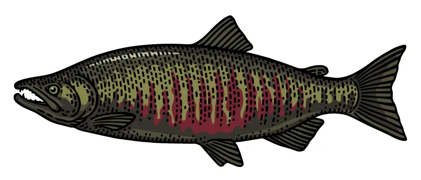 Species: Salmon