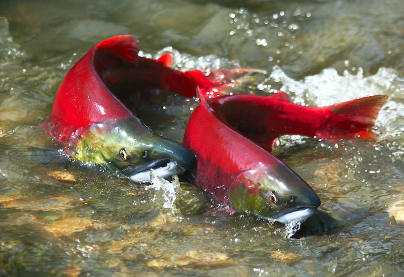 Salmon run Millions of sockeye are intentionally not caught so they can return to headwaters to spawn.