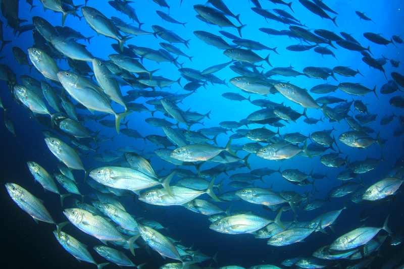 history of tuna fish sandwich tuna in sea