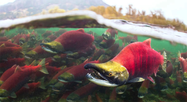 sockeye salmon facts, sockeye underwater