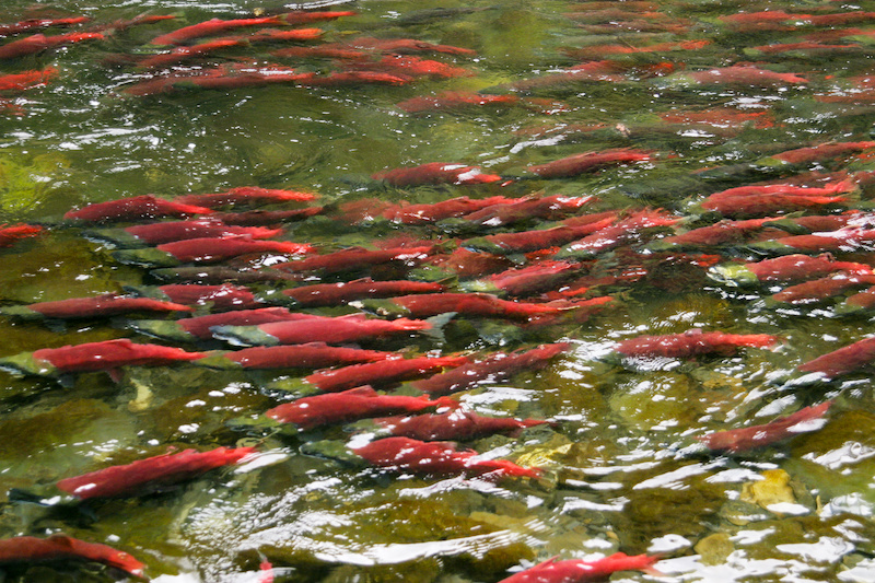 Alaska seafood spawning sockeye salmon.