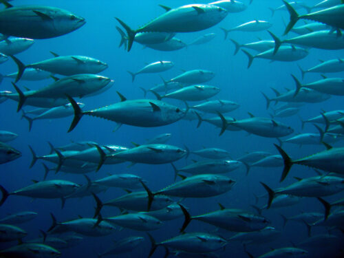 Types of Tuna: A Guide | Vital Choice Blog