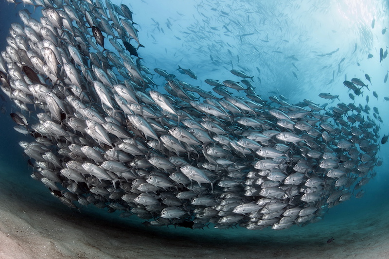 Sustainable fishing Bigeye Jacks Cabo Pulmo Mexico