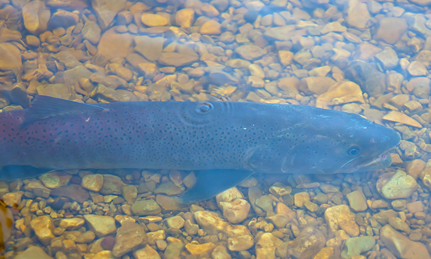 monster salmon