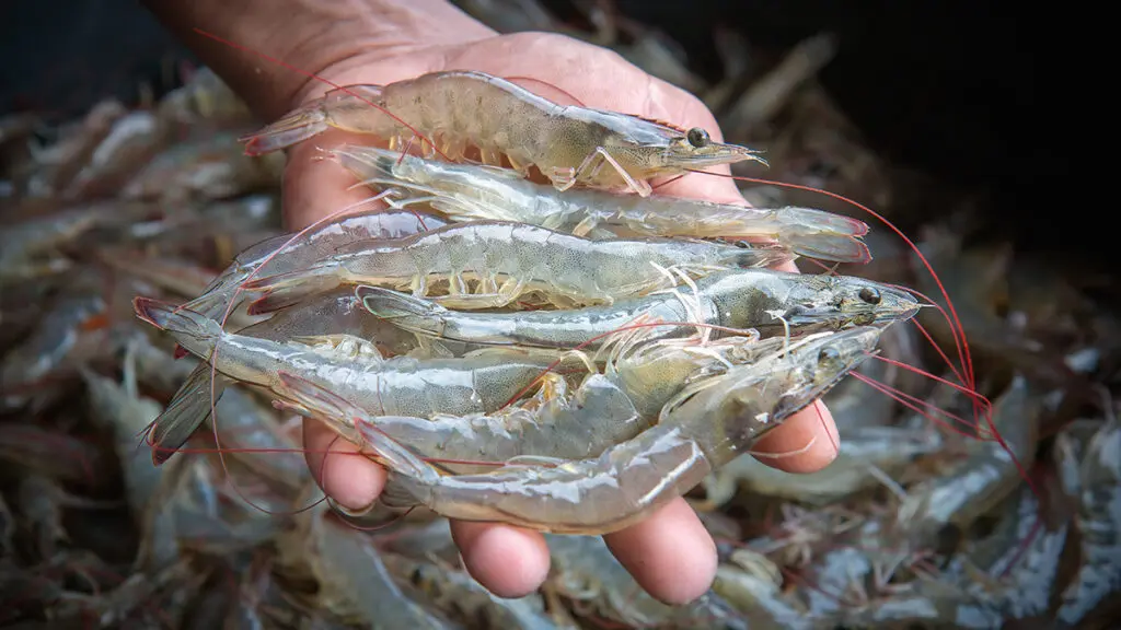 https://www.vitalchoice.com/blog/wp-content/uploads/2023/12/difference-between-shrimp-and-prawns-raw-prawns-1024x576.jpg.webp