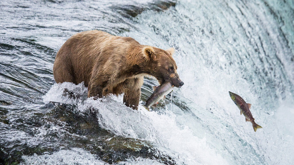 Alaska Peninsula brown bear Ursus arctos horribilis is catchin