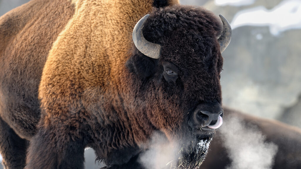 Bison in the snow.